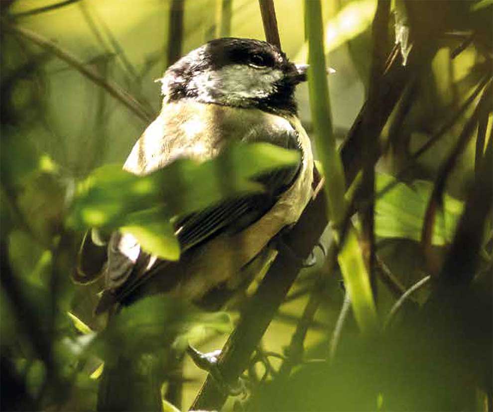 uccellino